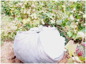 Cotton.jpg